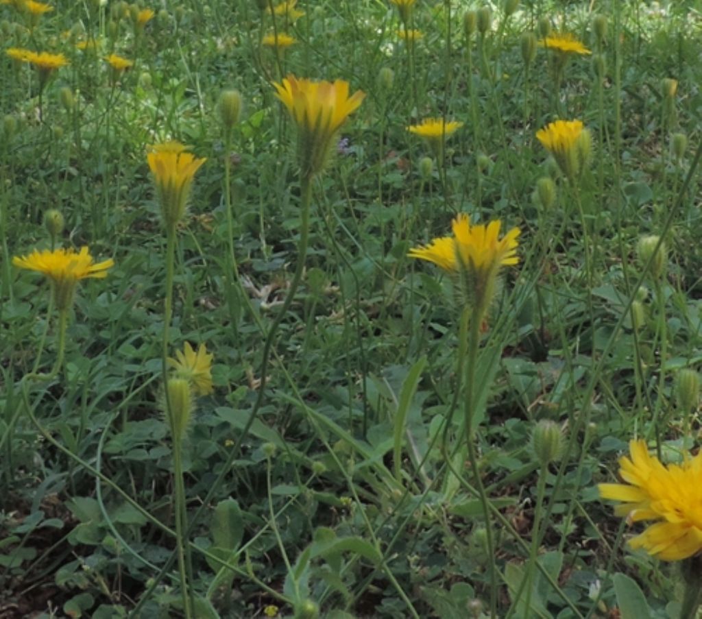 Asteracea:  Hypochaeris achyrophorus